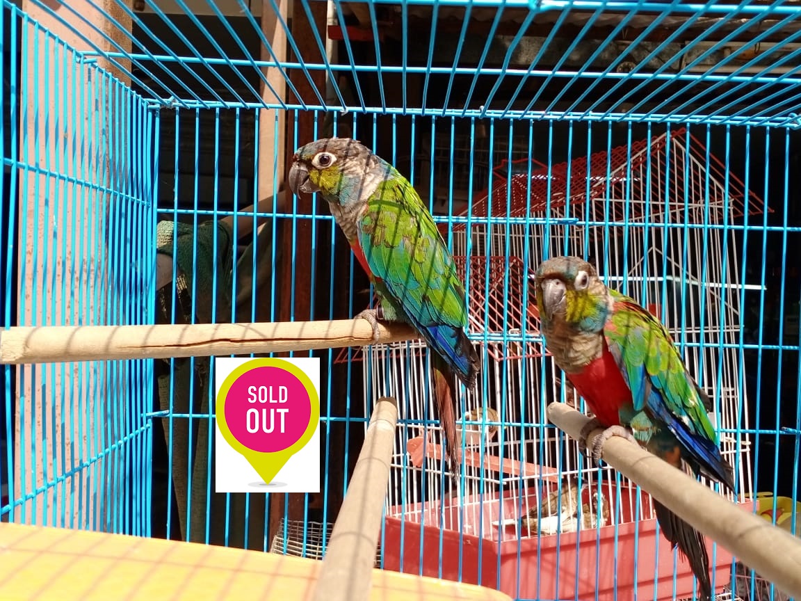 Crimson Bellied Myma Pets